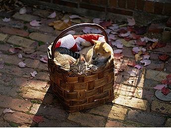 《神力科莎：竞速》新DLC“挑战包” 3月23日上线